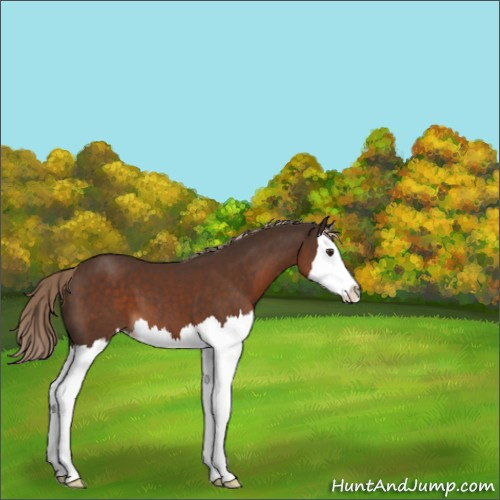 Horse Color:Liver Chestnut Sabino Splash 