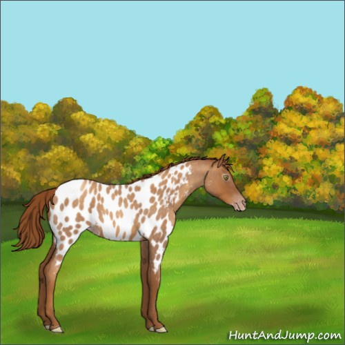 Horse Color:Gray Gold Champagne Roan Appaloosa 