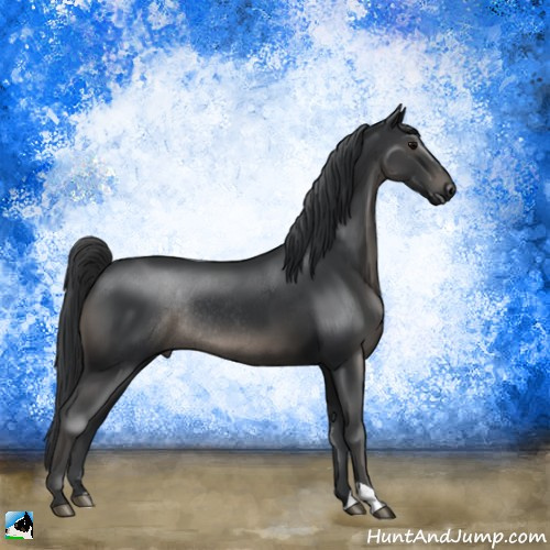 Horse Color:Black Rabicano 