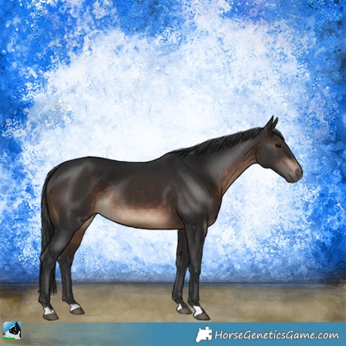 Horse Color:Brown Rabicano