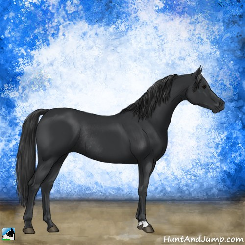 Horse Color:Black Rabicano 