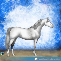 Horse Color:Gray Grullo Rabicano 