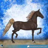 Horse Color:Liver Chestnut Rabicano 