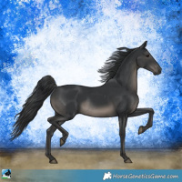 Horse Color:Black Rabicano 