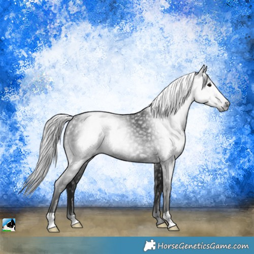 Horse Color:Gray Black Rabicano