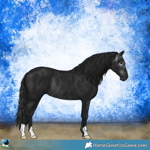 Horse Color:Gray Black Rabicano