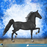 Horse Color:Black Rabicano 