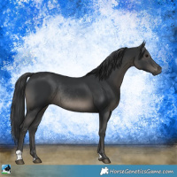 Horse Color:Black Rabicano 