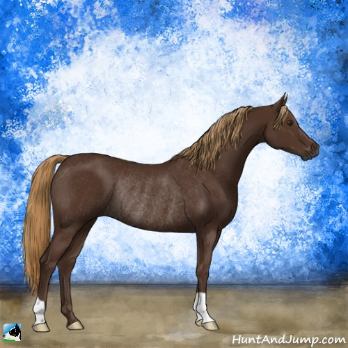 Horse Color:Gray Chestnut Rabicano 