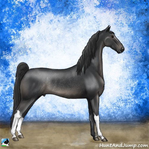 Horse Color:Black Rabicano 