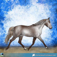 Horse Color:Gray Chestnut Rabicano