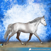Horse Color:Gray Chestnut Rabicano 