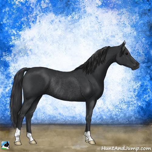 Horse Color:Black Rabicano 
