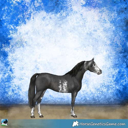 Horse Color:Gray Black Sabino Rabicano 