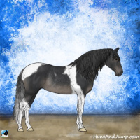 Horse Color:Black Tobiano Rabicano