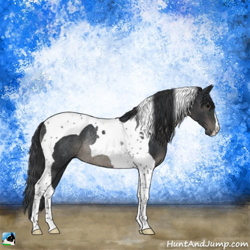 Horse Color:Black Tobiano Rabicano 