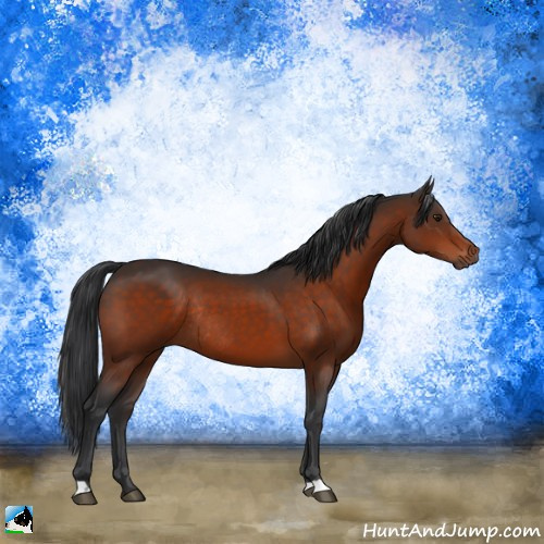 Horse Color:Brown Rabicano 