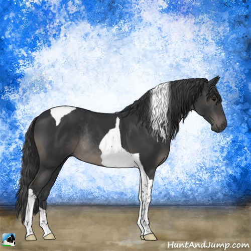 Horse Color:Black Tobiano Rabicano 