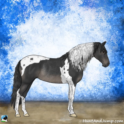 Horse Color:Black Tobiano Rabicano 
