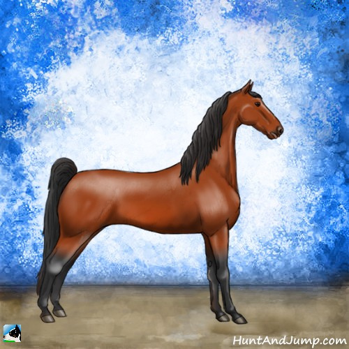 Horse Color:Bay Rabicano 
