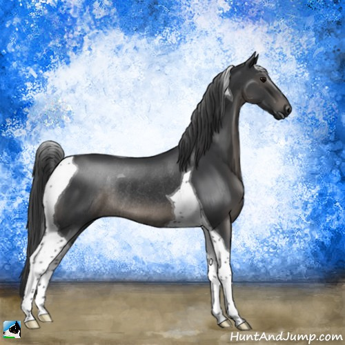 Horse Color:Black Tobiano Rabicano 