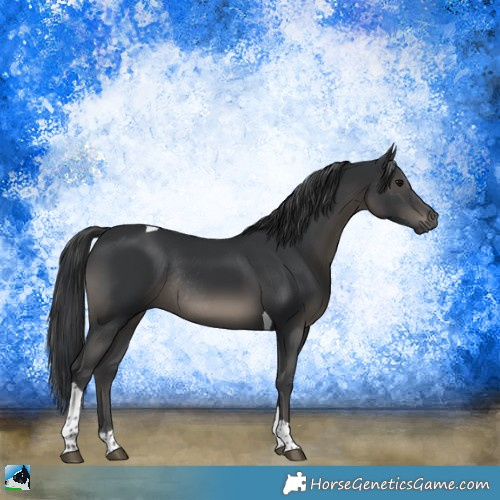 Horse Color:Black Tobiano Rabicano 