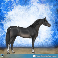 Horse Color:Black Tobiano Rabicano