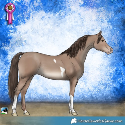 Horse Color:Classic Champagne Tobiano Rabicano 