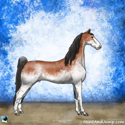Horse Color:White Spotted Bay Tobiano Rabicano 