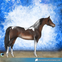 Horse Color:Brown Tobiano Rabicano