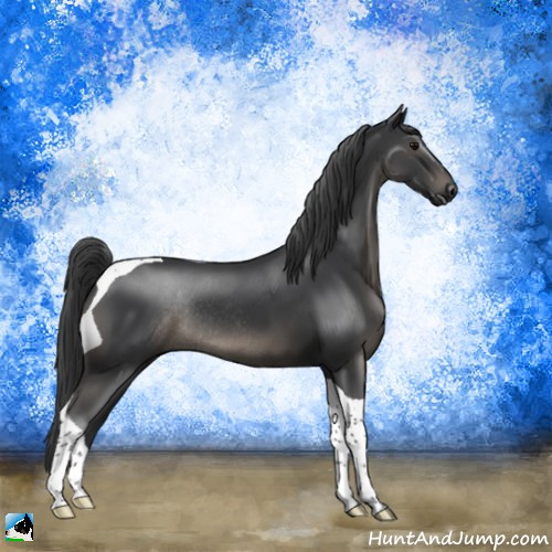 Horse Color:Black Tobiano Rabicano 