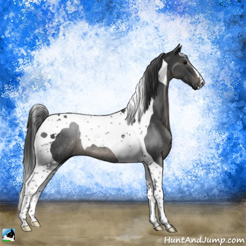 Horse Color:Black Tobiano Rabicano 