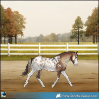 Horse Color:Brown Onyx Sabino Near Leopard Rabicano 