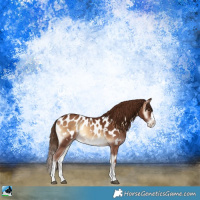 Horse Color:Red Onyx Sabino Splash Appaloosa 