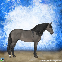 Horse Color:Grullo 
