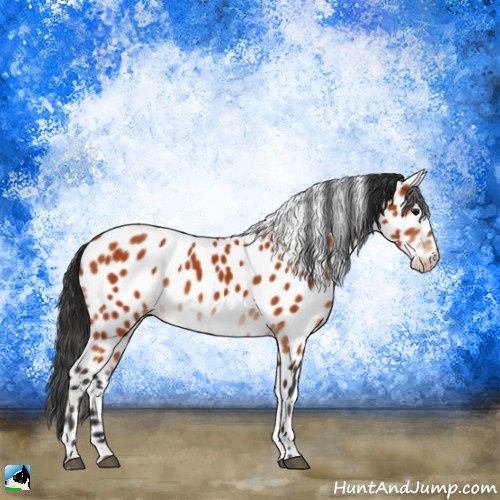 Horse Color:Bay Appaloosa 