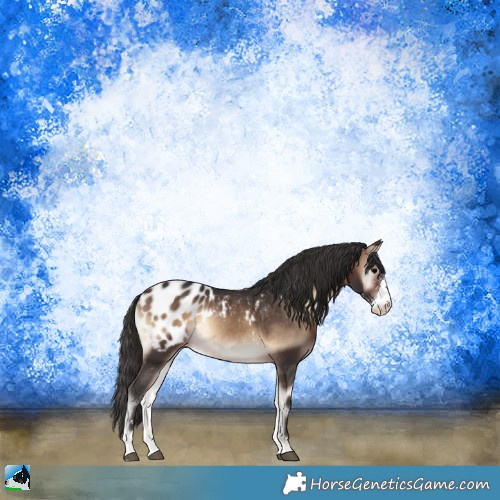 Horse Color:Brown Onyx Sabino Appaloosa 