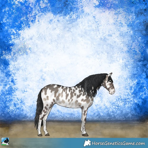 Horse Color:Grullo Onyx Sabino Appaloosa Rabicano 