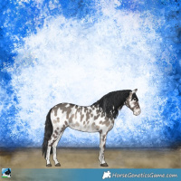 Horse Color:Grullo Onyx Sabino Appaloosa Rabicano 