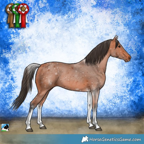Horse Color:White Spotted Bay Rabicano 