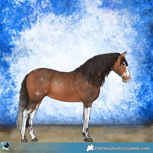 Horse Color:Bay Splash 