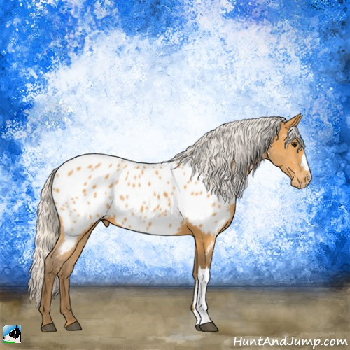 Horse Color:Silver Buckskin Appaloosa 