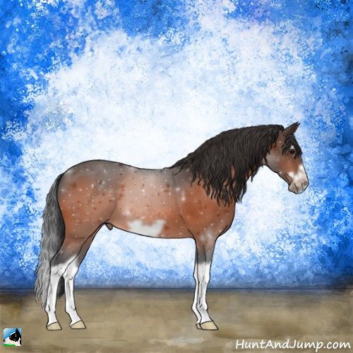 Horse Color:Bay Splash Frame 