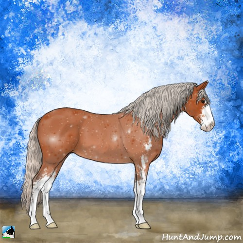 Horse Color:Silver Bay Sabino 