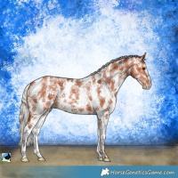 Horse Color:Silver Bay Sabino 