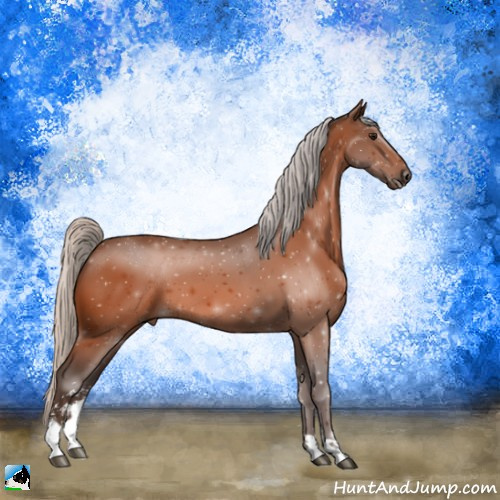 Horse Color:Silver Bay Sabino 