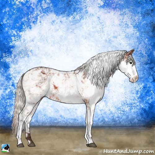 Horse Color:Silver Bay Sabino 