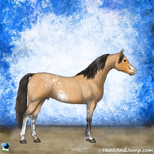 Horse Color:White Spotted Buckskin Roan 