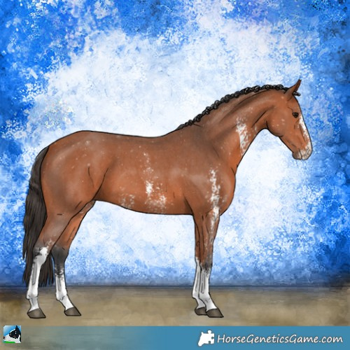 Horse Color:Bay Sabino
