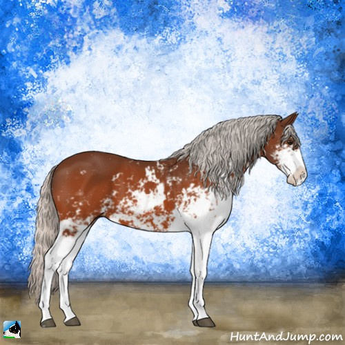 Horse Color:Silver Bay Sabino 